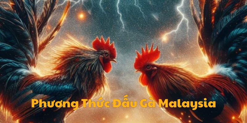 Phương Thức Đấu Gà Malaysia Phổ Biến